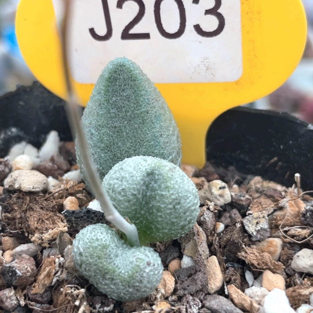 银之卵。    203。