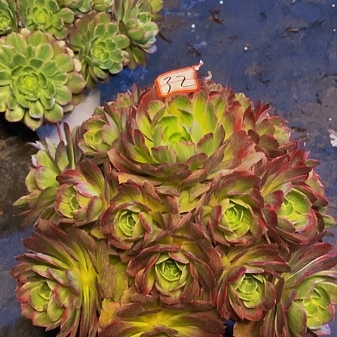 西施老桩捧花法师32链接