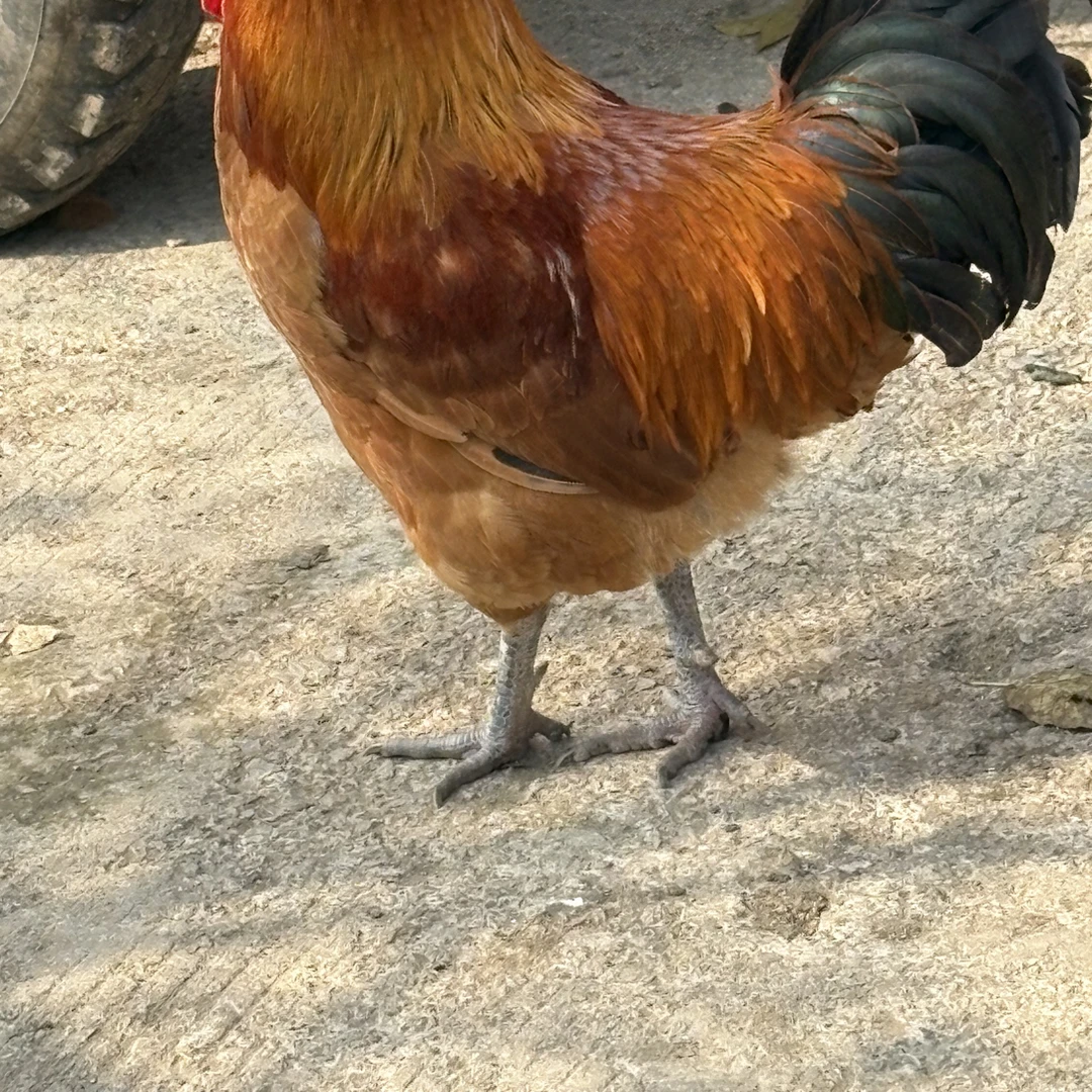 农村散养纯粮食鸡山边溜达鸡包邮自然放养肉质紧实