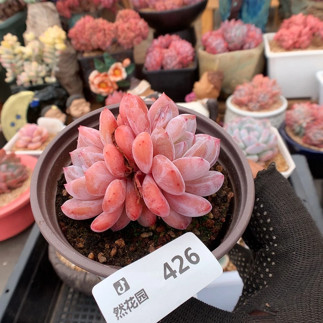 426雪天使多肉植物666