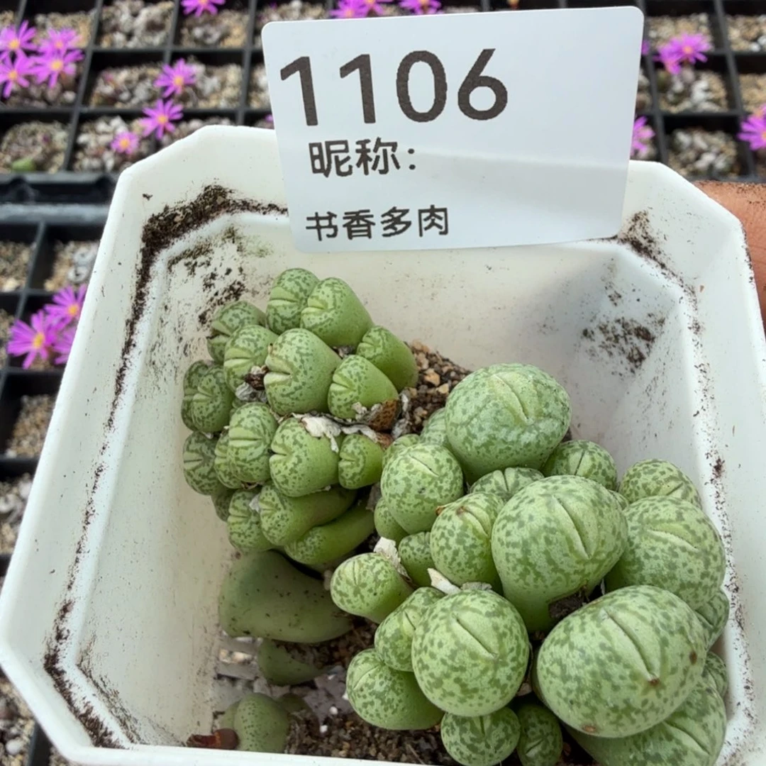 二***卡多头。