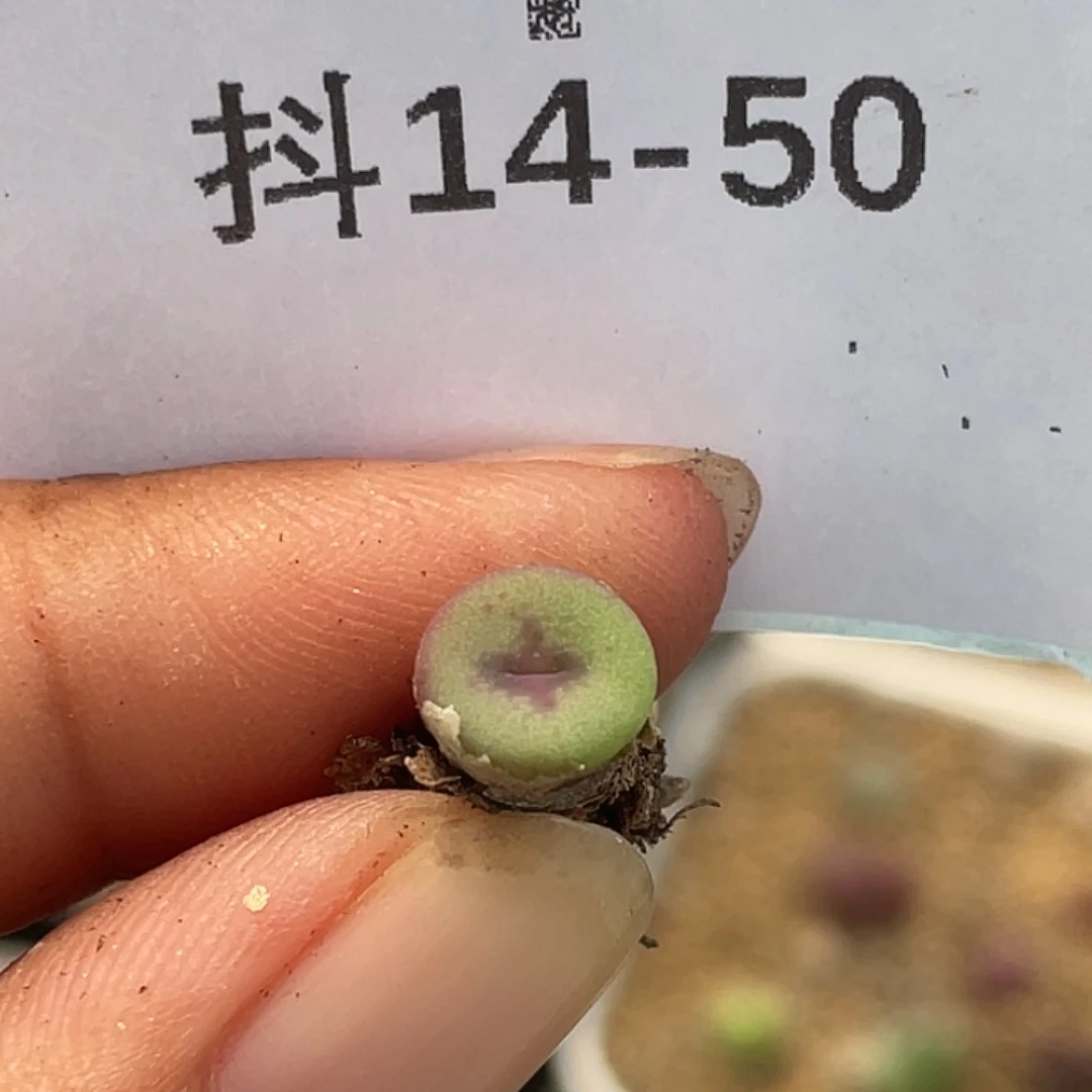 14-50十字钮扣多肉植物