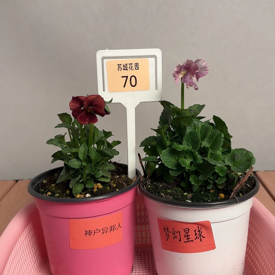 大部分开放少量花苞70