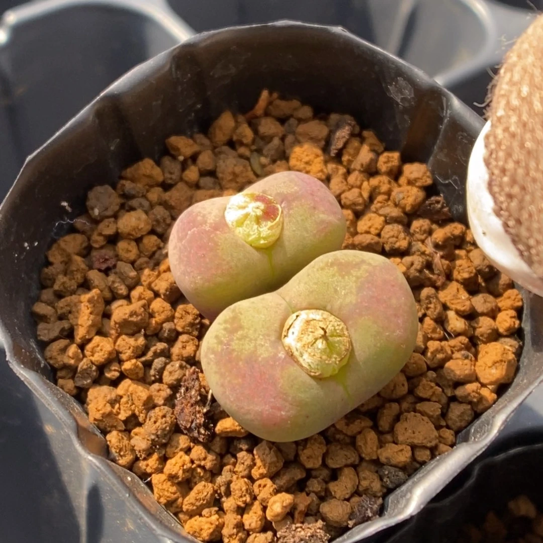 多肉植物肉锥杂交K-354