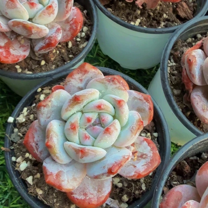 石榴子星影两颗。