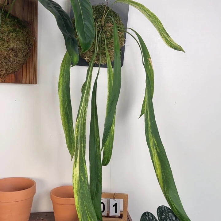 不开花植物板植极品维塔锦叶长73