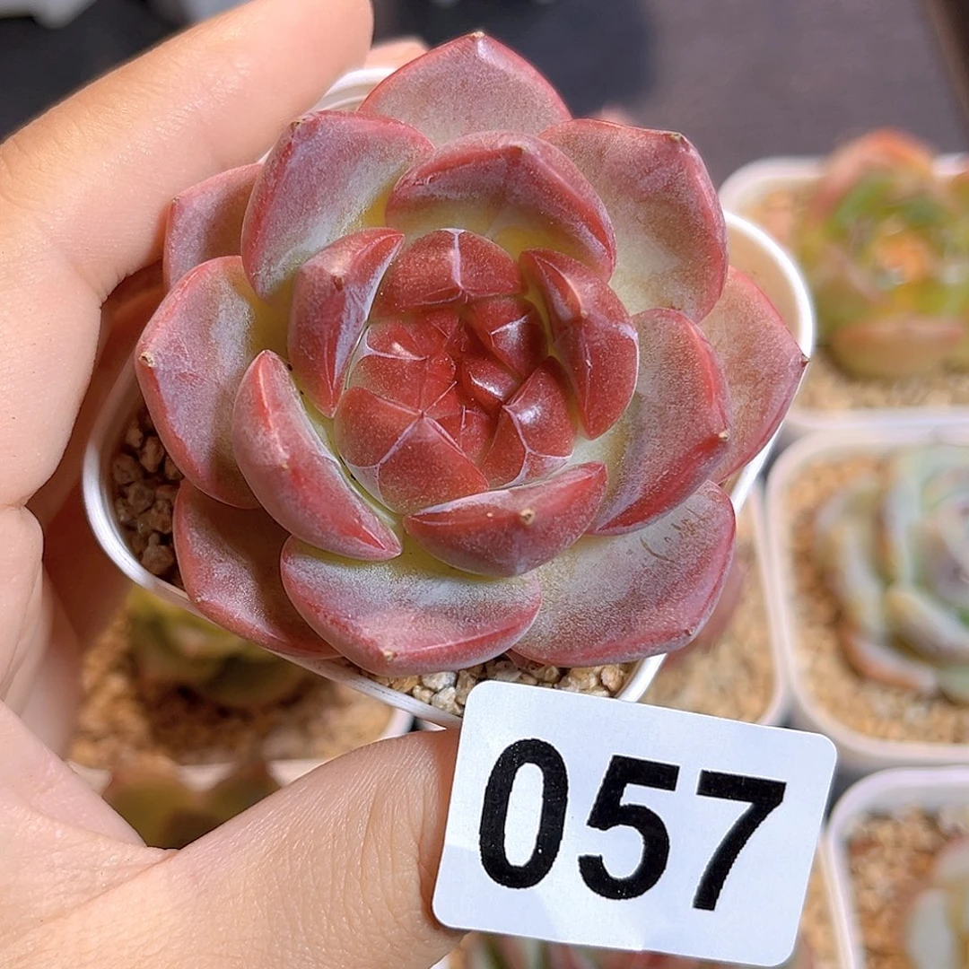 *****057一物一拍 珍妮精选