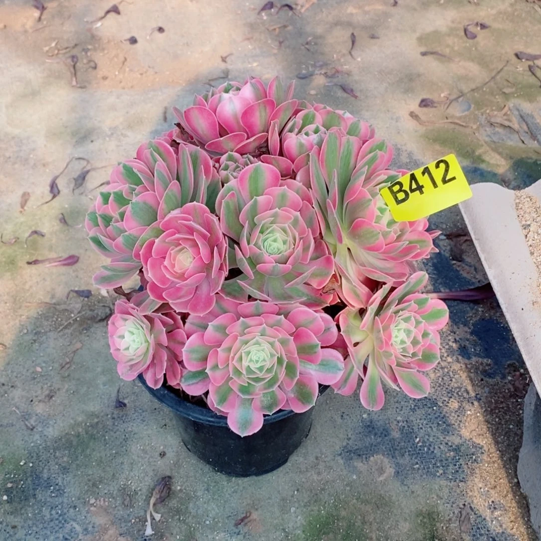 长**娘香妃从林多肉法师412