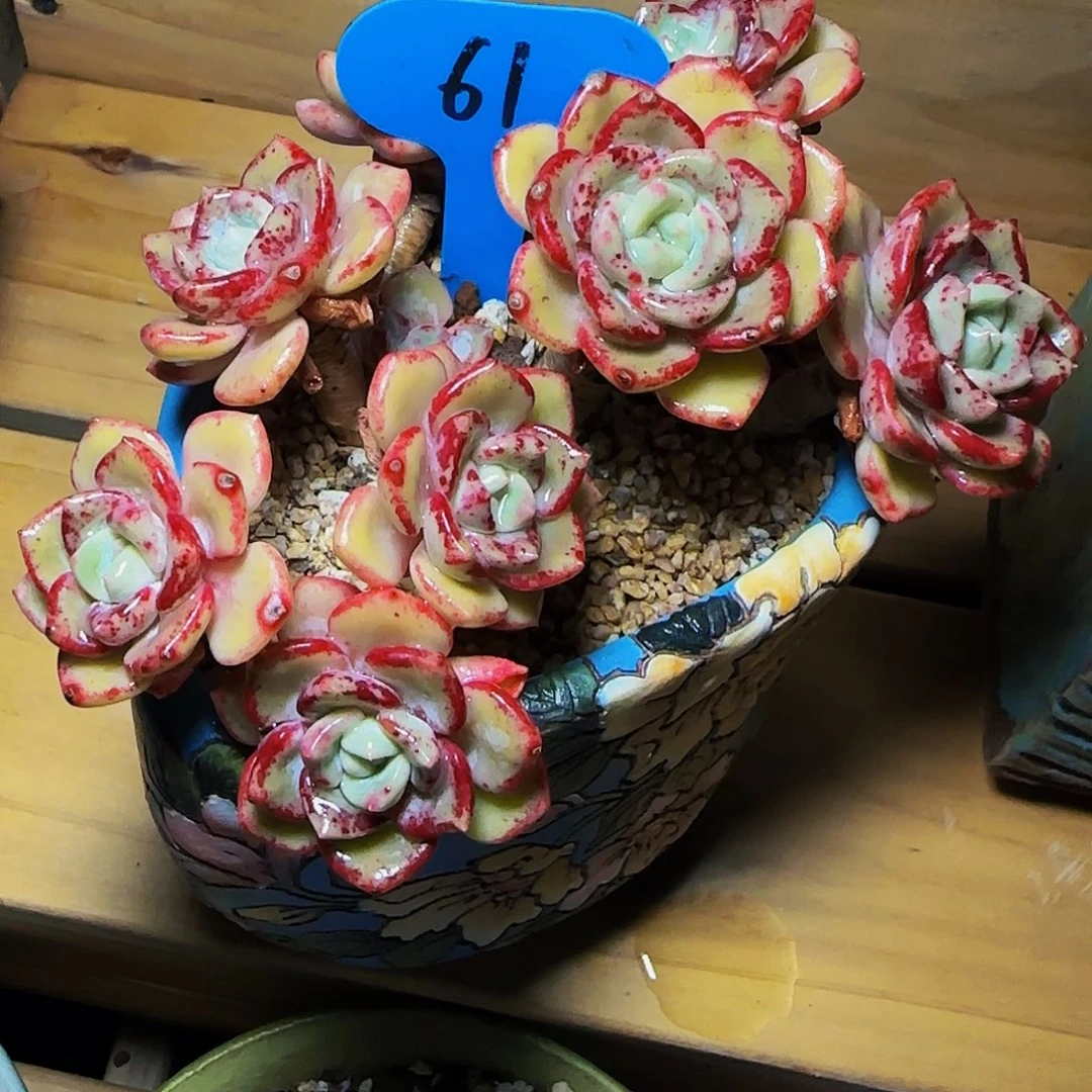 赠****深千山雪61号一物一拍