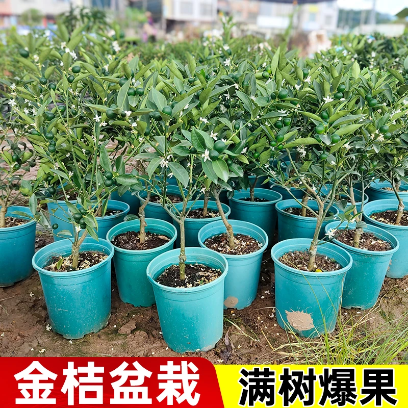 带果脆皮金桔树树苗广西融安大叶滑皮金桔树苗四季嫁接水果树果苗