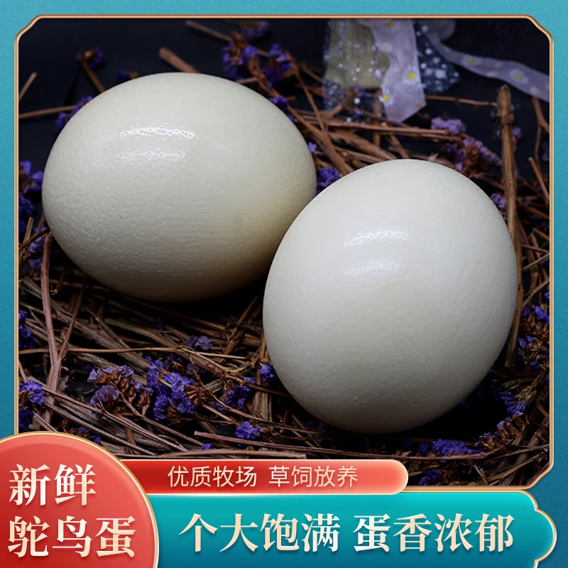 新鲜生鸵鸟蛋2.4-3.3斤/枚高蛋白自家散养现捡现发新鲜鹅蛋送达