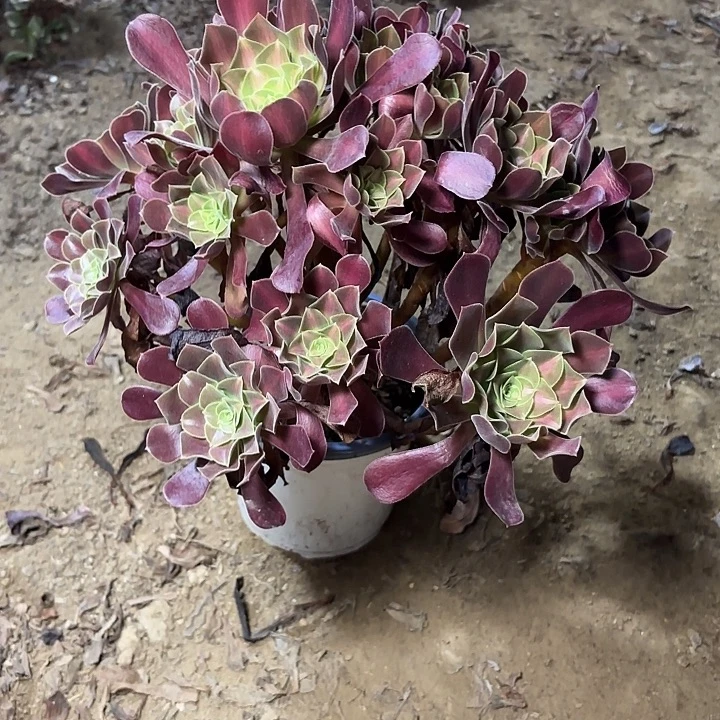多肉植物法师花娜48