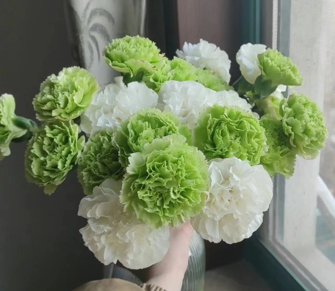 【一件包邮】白色单头康乃馨10支+绿色单头康乃馨10支