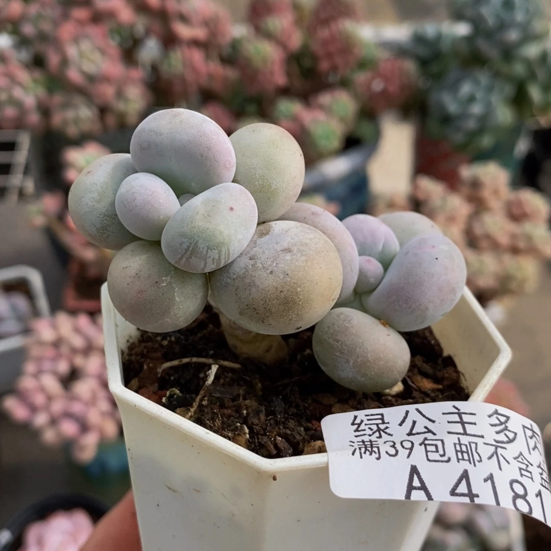 4181水光针6cm多肉