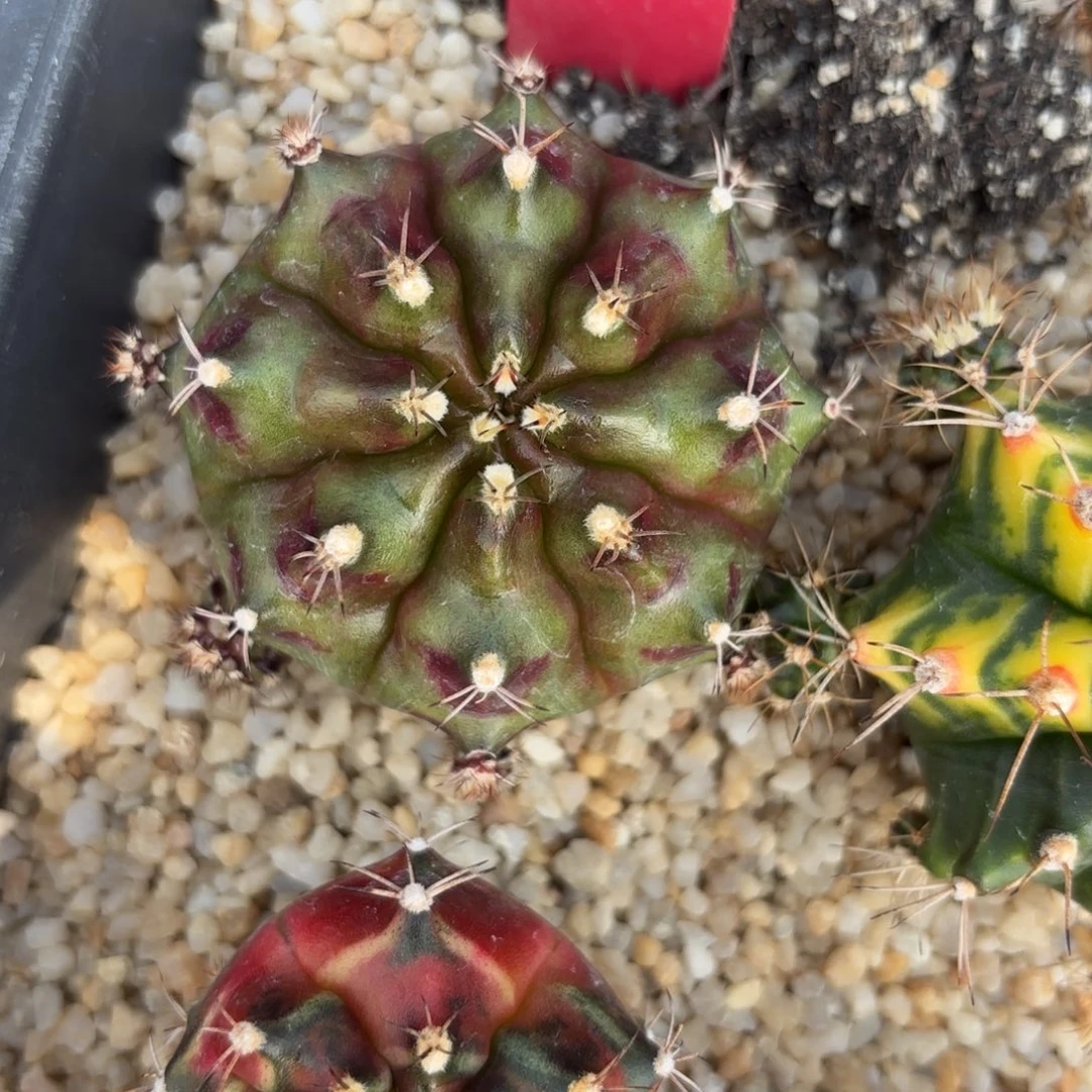 150-1201泰国发货多肉