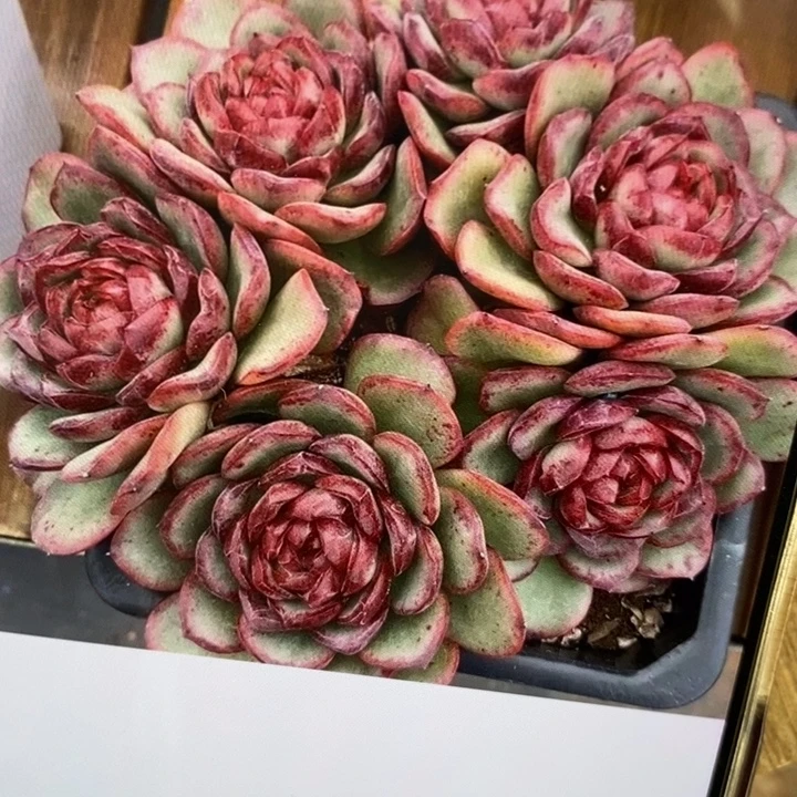 仙凡珍妮模特，还有卖