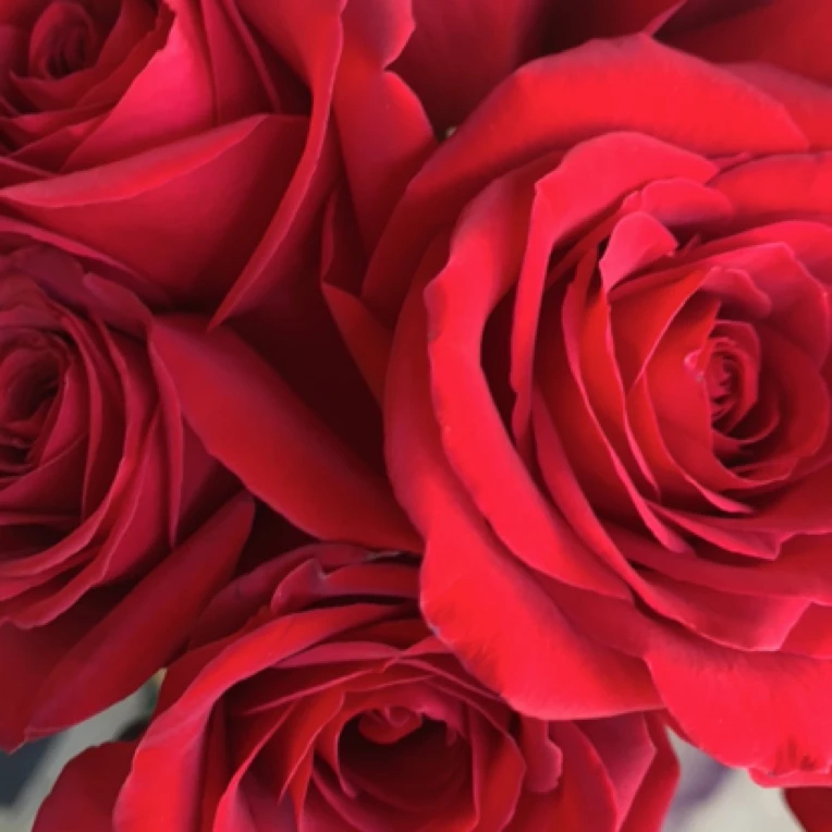 10支自由红色玫瑰