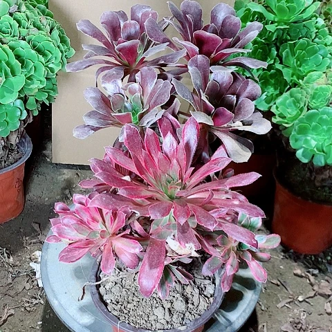 孔雀景欧紫多肉植物8