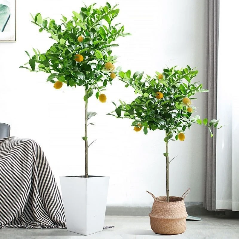 香水柠檬树盆栽带果发货可食用阳台室内客厅大型绿植四季柠檬