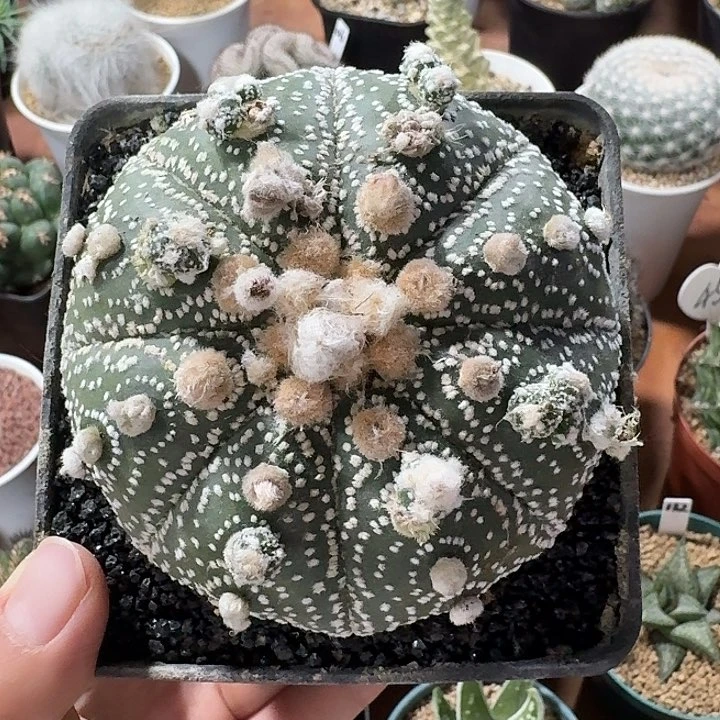 福利大号星兜变异仙人球