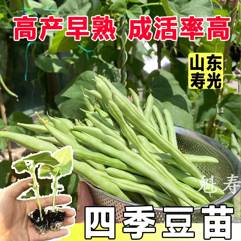 四季豆苗长豆角种苗秧豇豆蔬菜种籽大全孑豆角苗豆种无架豆角秧苗