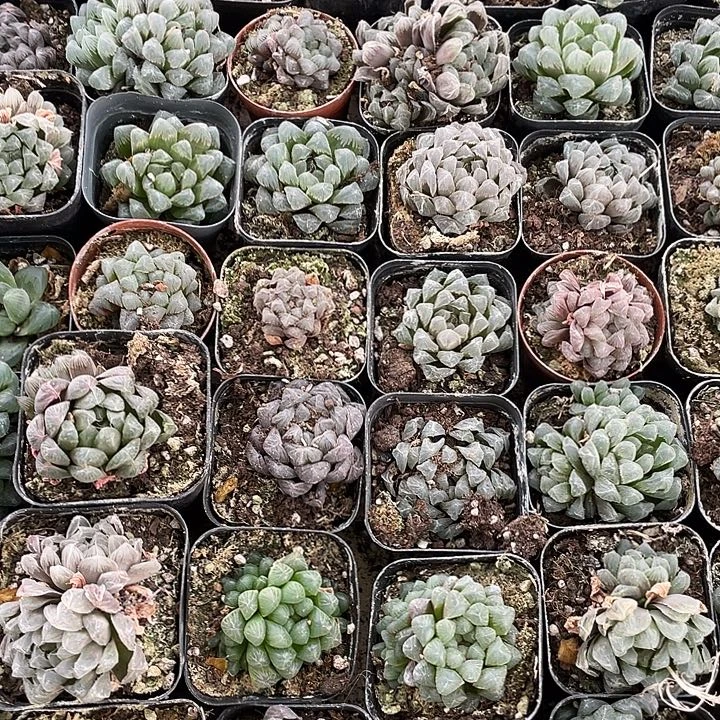 木***辰10颗组合装随机发昆明直发多头