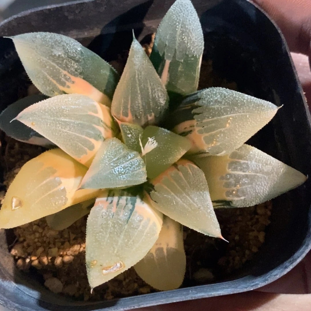 一颗磨面实生寿锦 福利