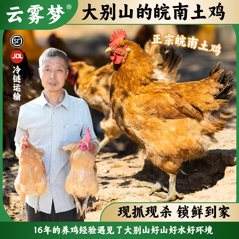 大别山散养土鸡老母鸡一整只同城送