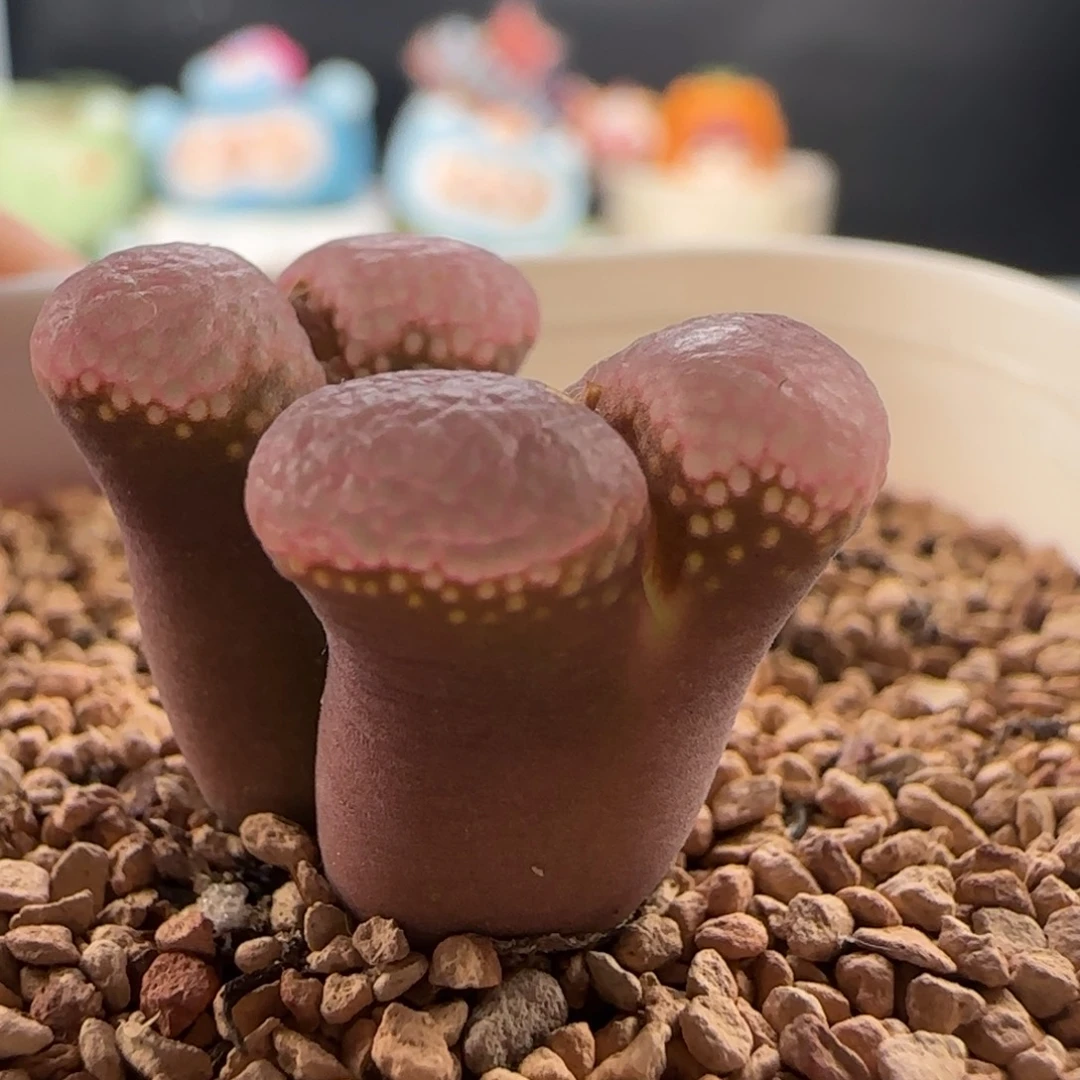 0599/y345极光风铃/