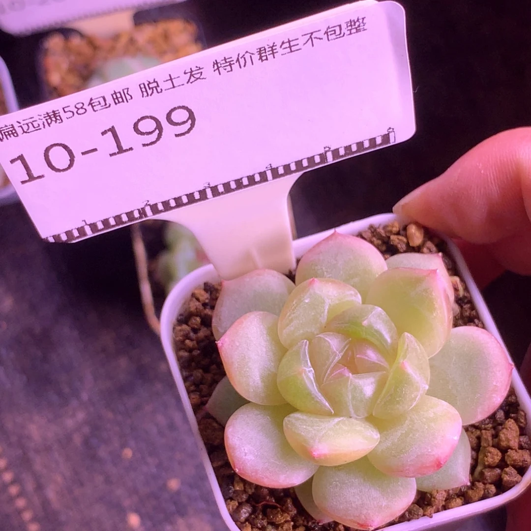 珍妮优选精品多肉58包邮