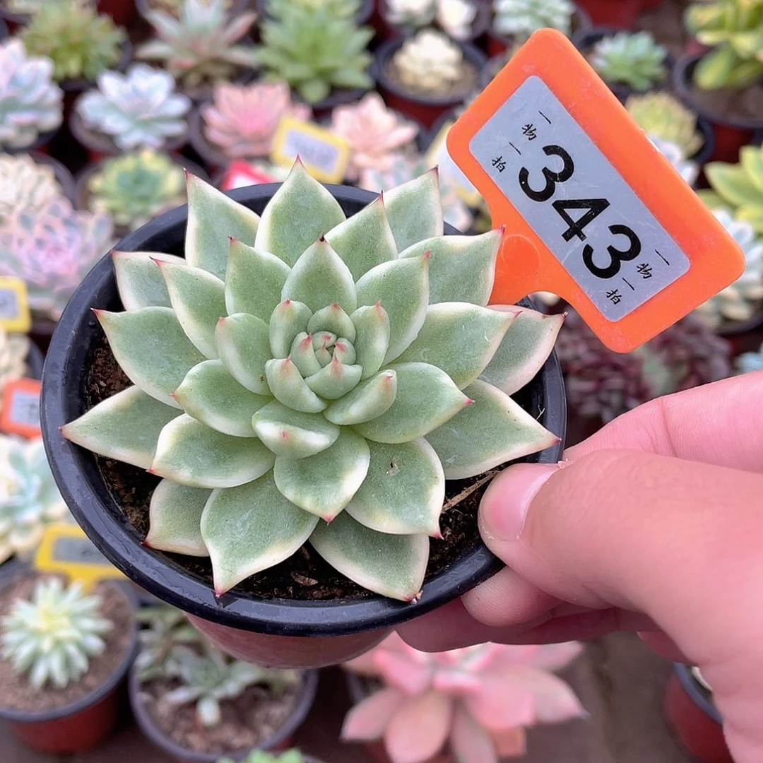 摆***ᐝ343号多肉植物盆栽