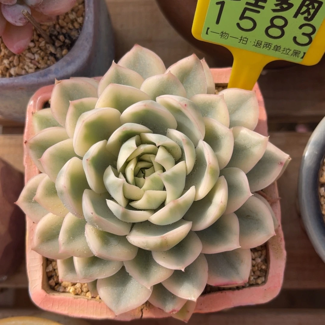 云尘多肉一物一拍不含盆1583
