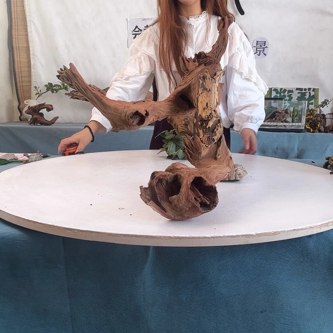 沉木造景寄居蟹造景