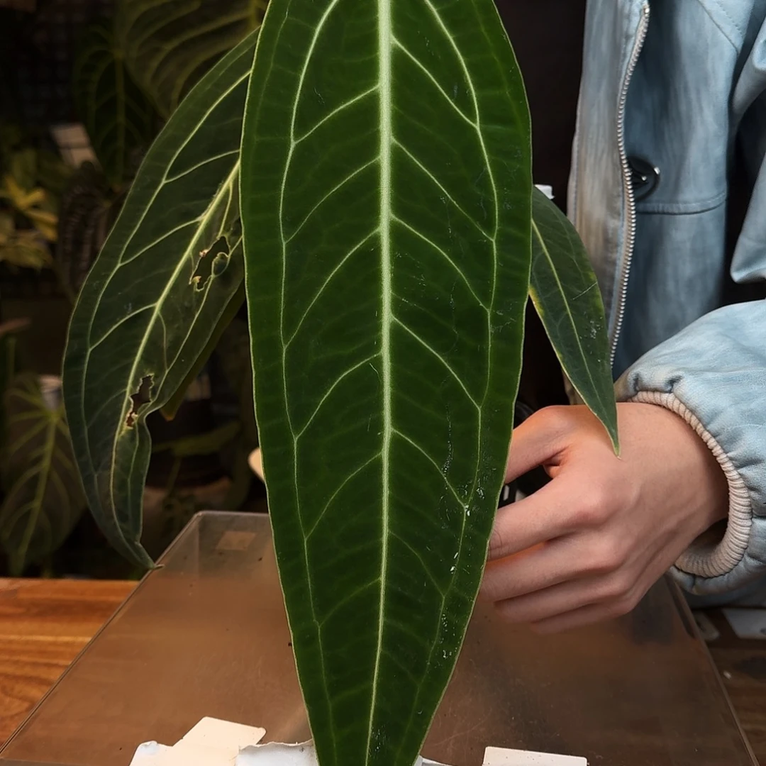 完全开放O37火鹤后老叶叶损无售后