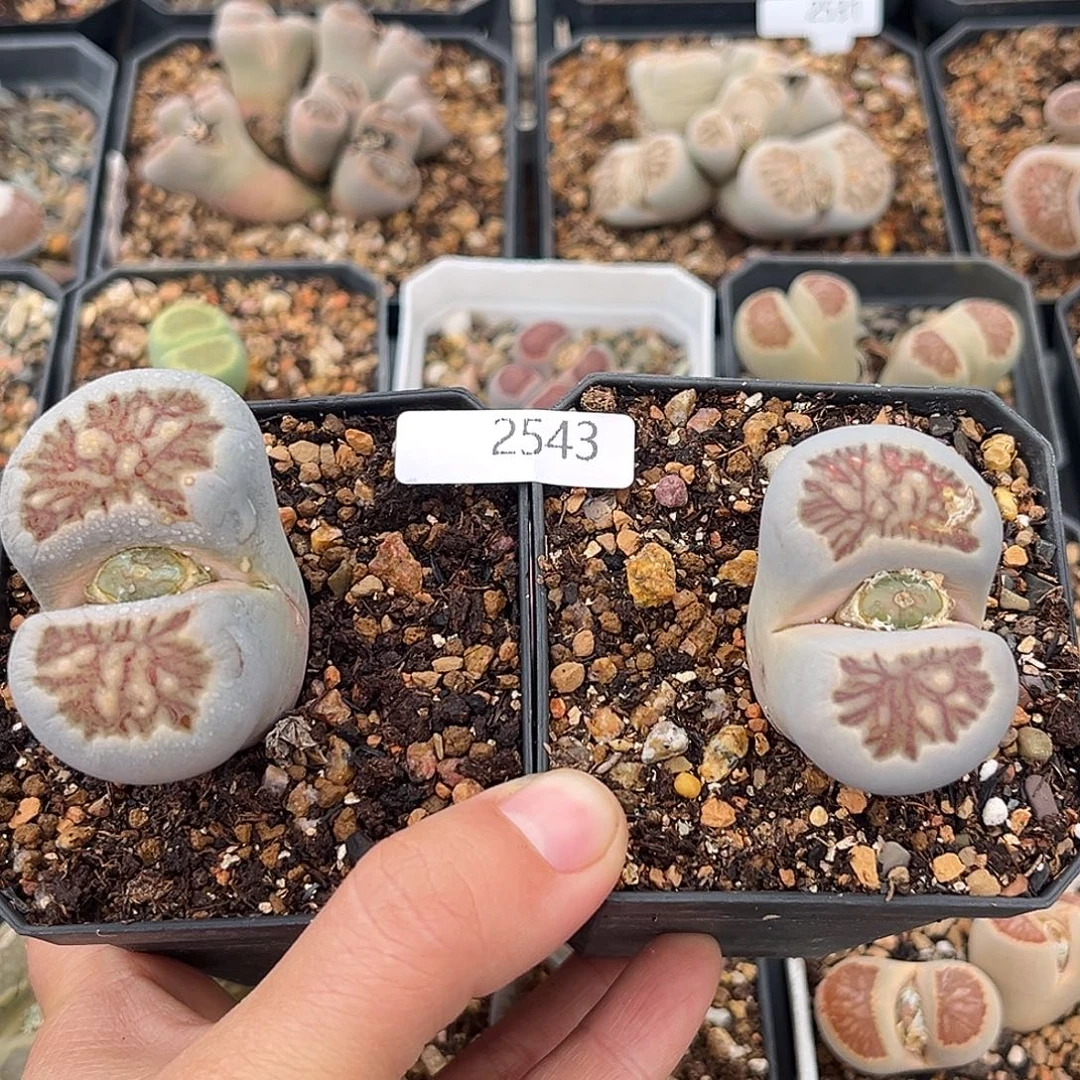 一物一拍菊母本2543