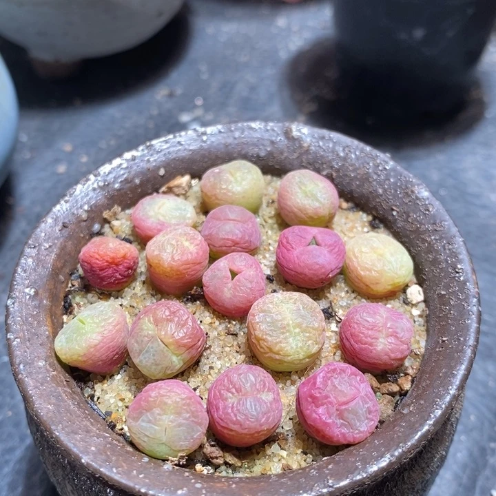 翠星一颗 翠星一颗