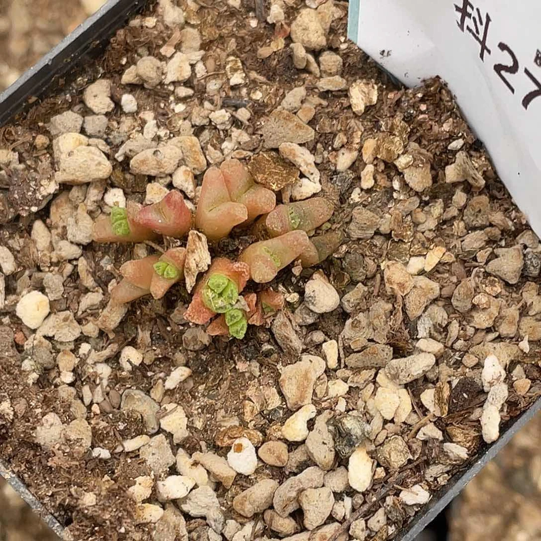 涂*乐27-33肉锥多肉植物