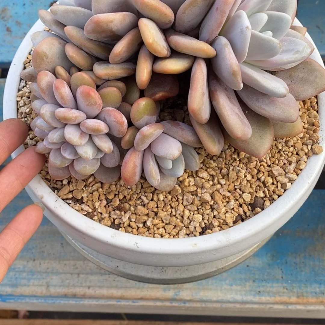 寄养多肉植物一物一拍