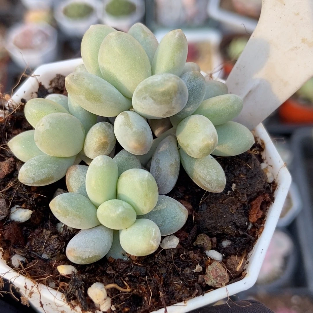 1032白兰地多肉植物保护