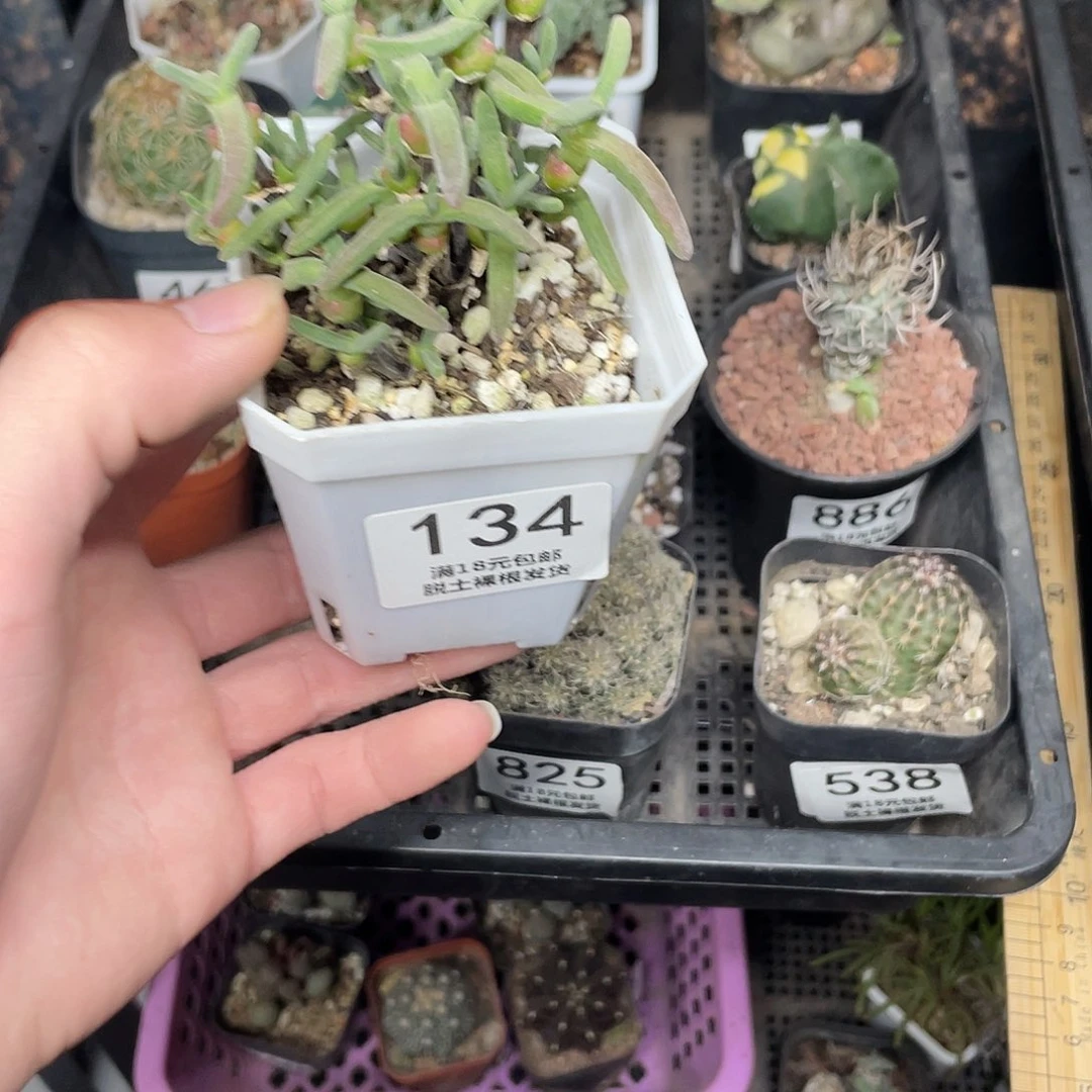 134支干兔子（满18包邮）