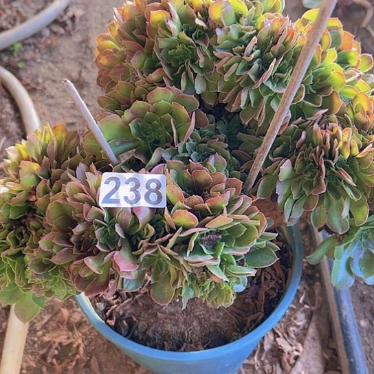 鑫***料多肉植物一个玫瑰