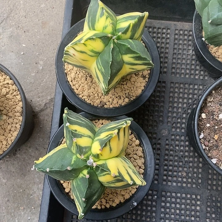 ?****…实生根鸾凤玉锦仙人球一物一拍