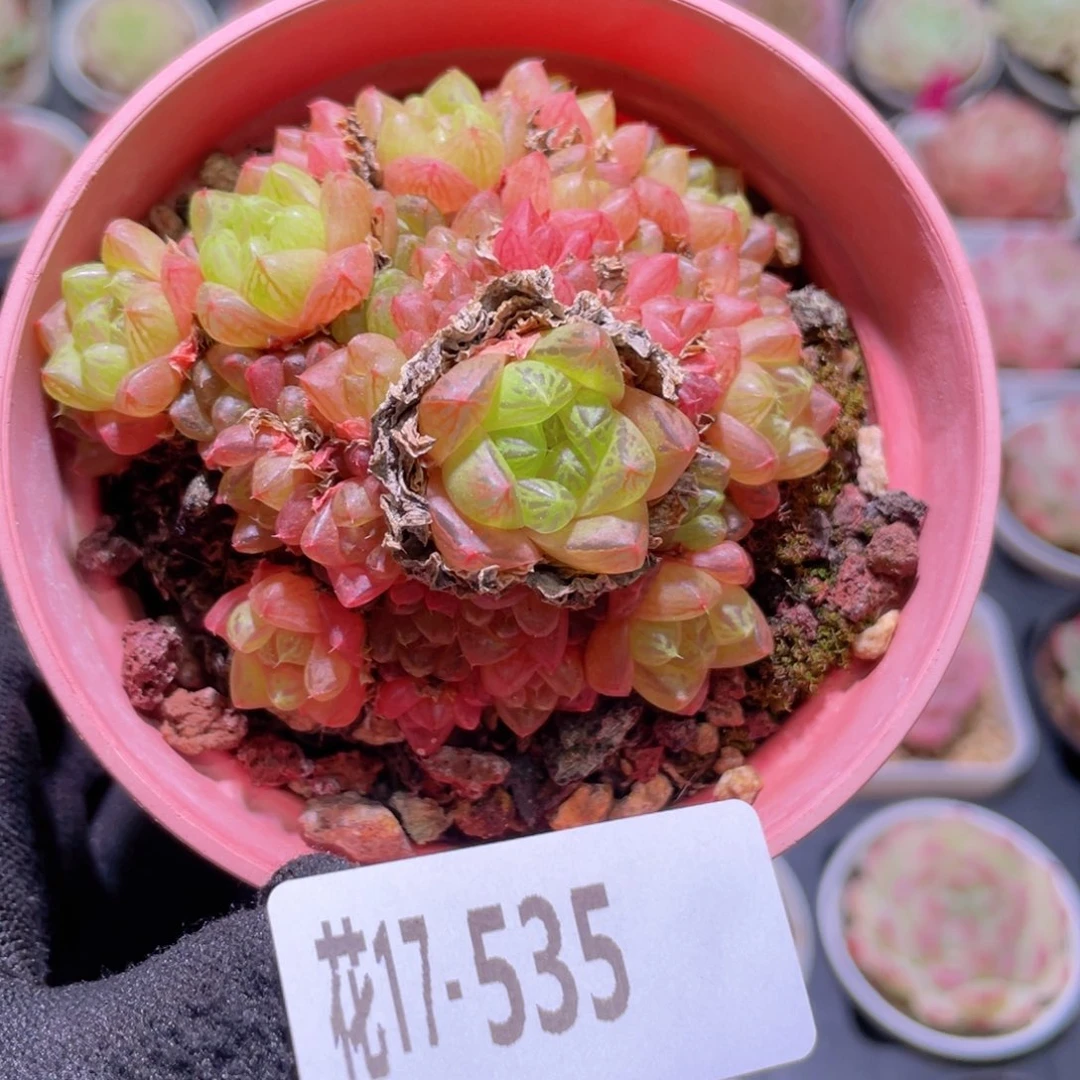花利美17-535草玉露