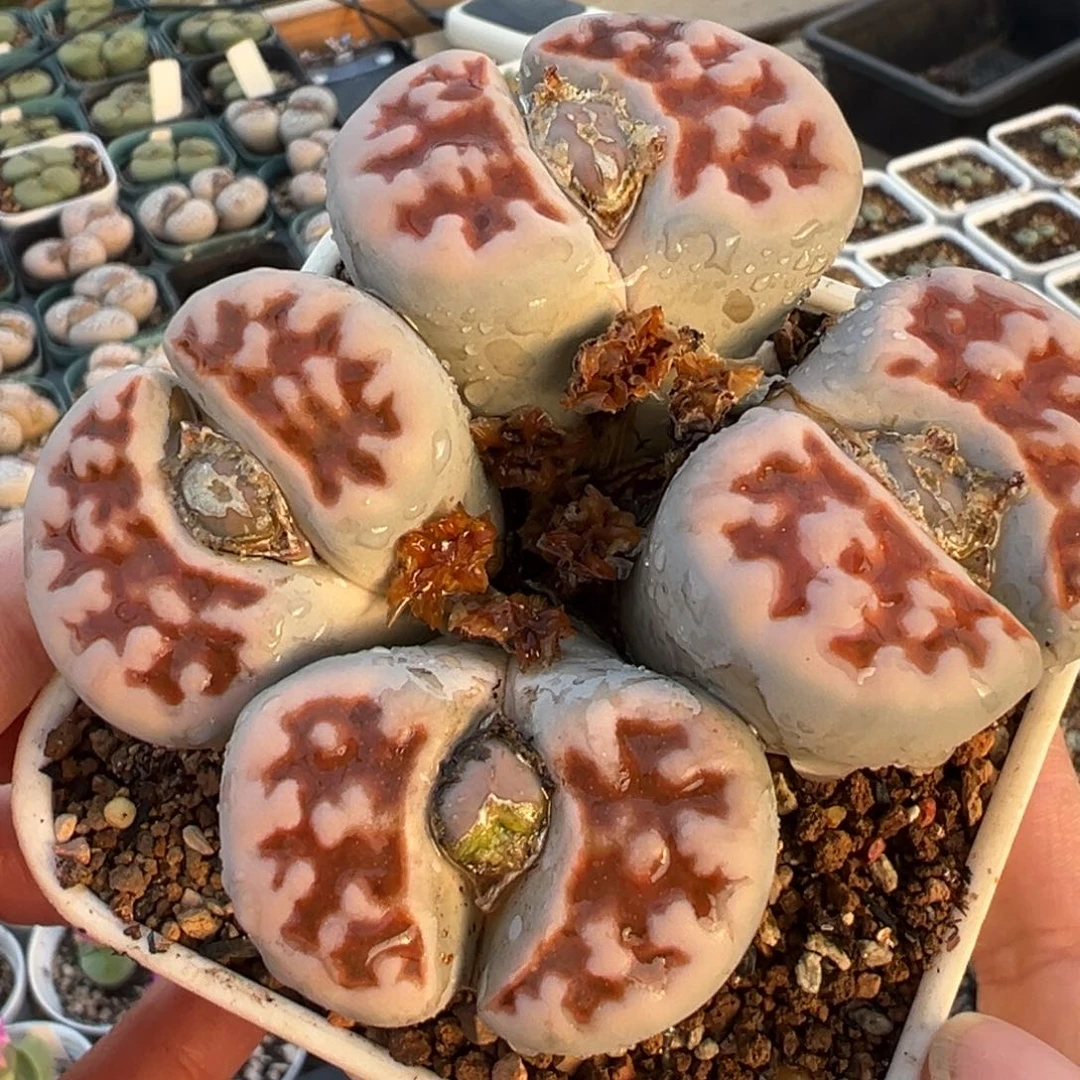 白底红朱唇多肉百科8