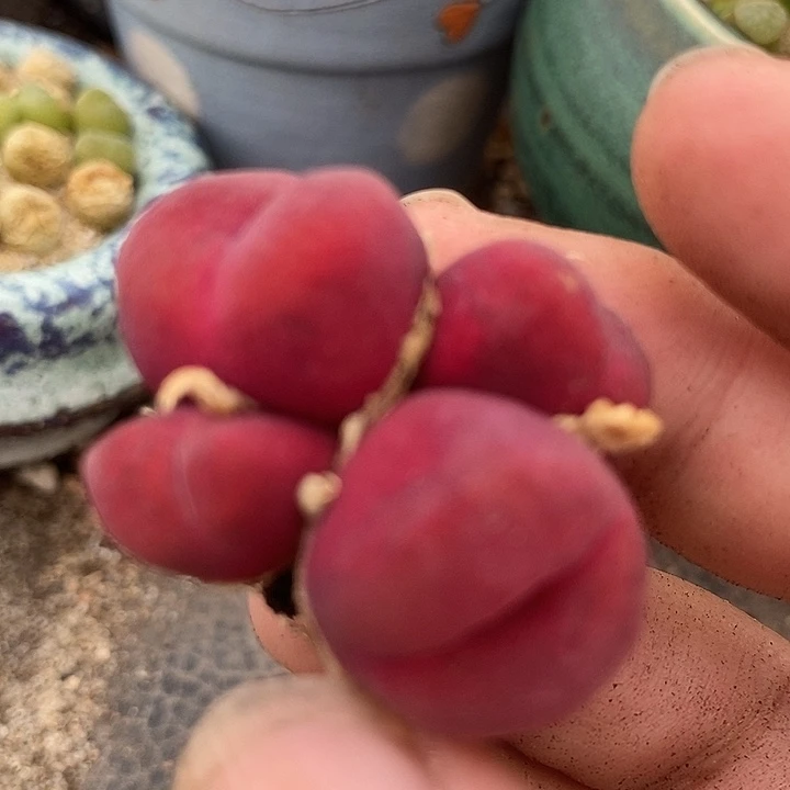 13513群生一颗