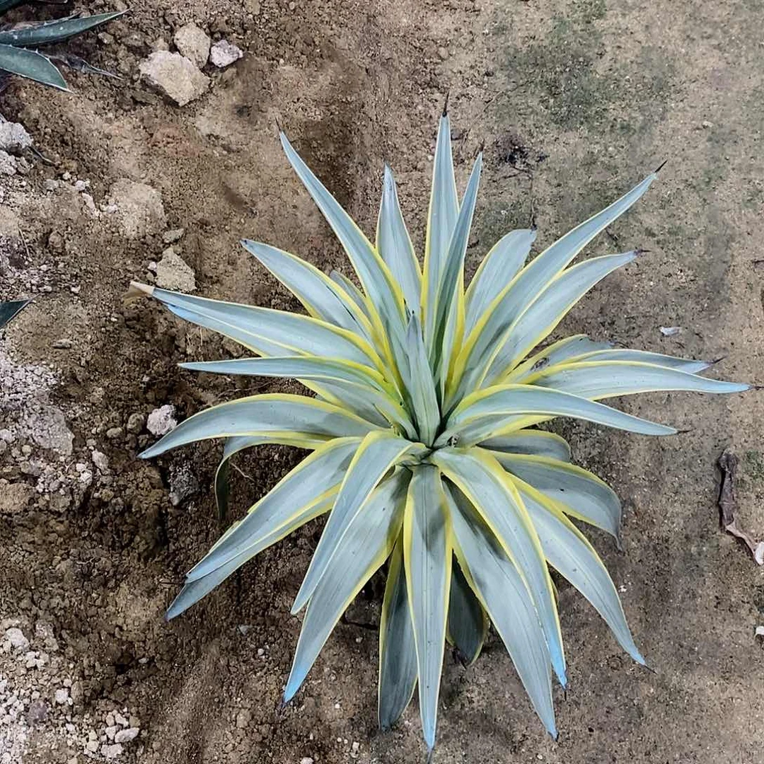 无***卒7211银河一颗11111