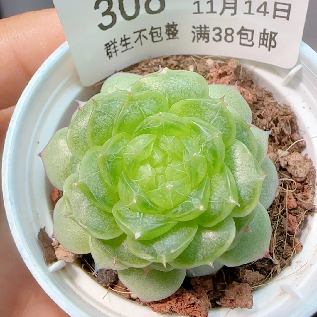 1114-308海心优选