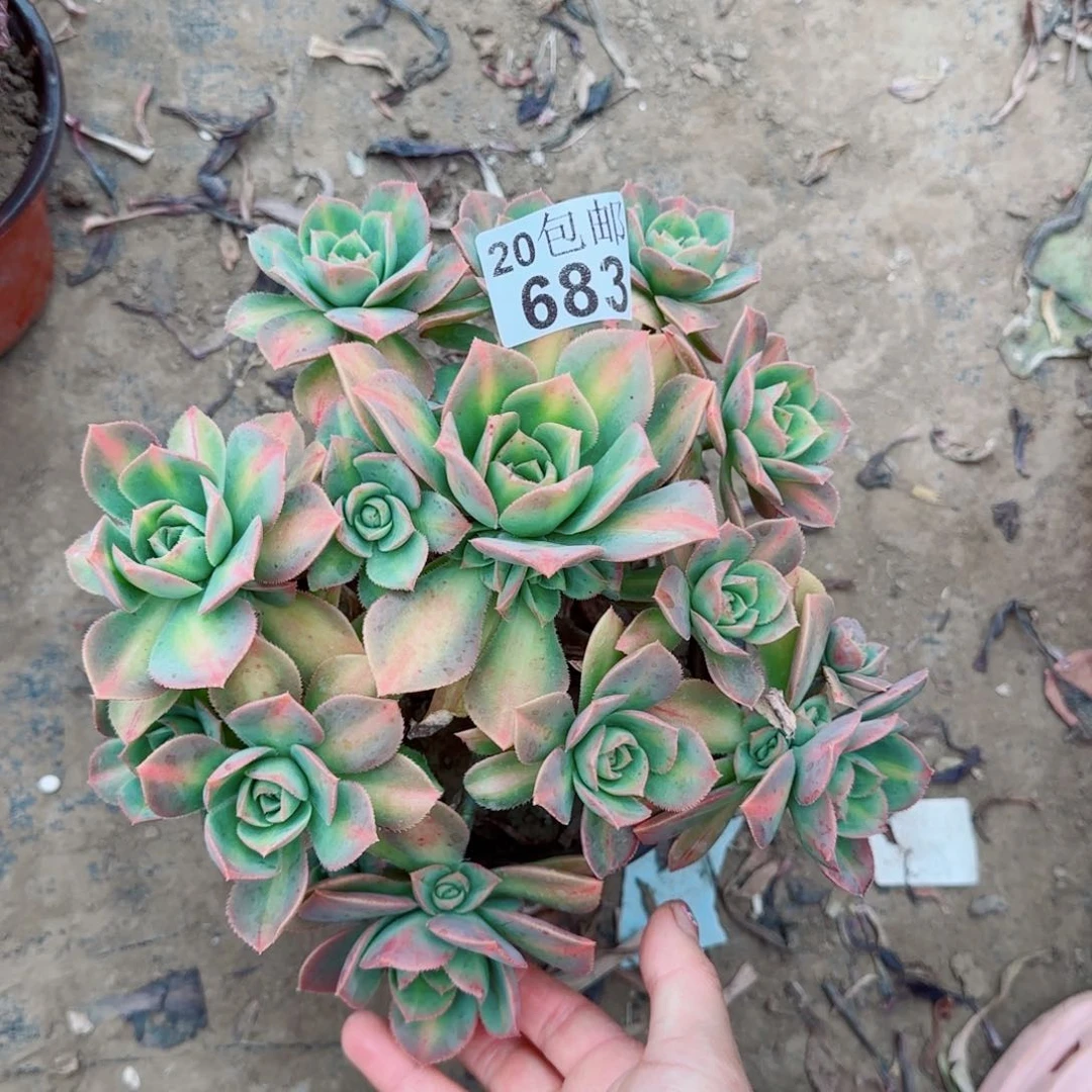 星灿多肉683满20包邮断枝不包瑕疵骨折