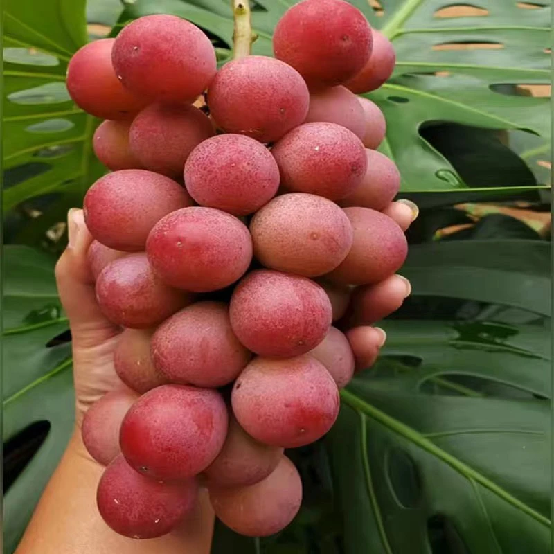 新品种无籽葡萄苗南方种植妮娜皇后葡萄树苗庭院爬藤北方耐寒果苗