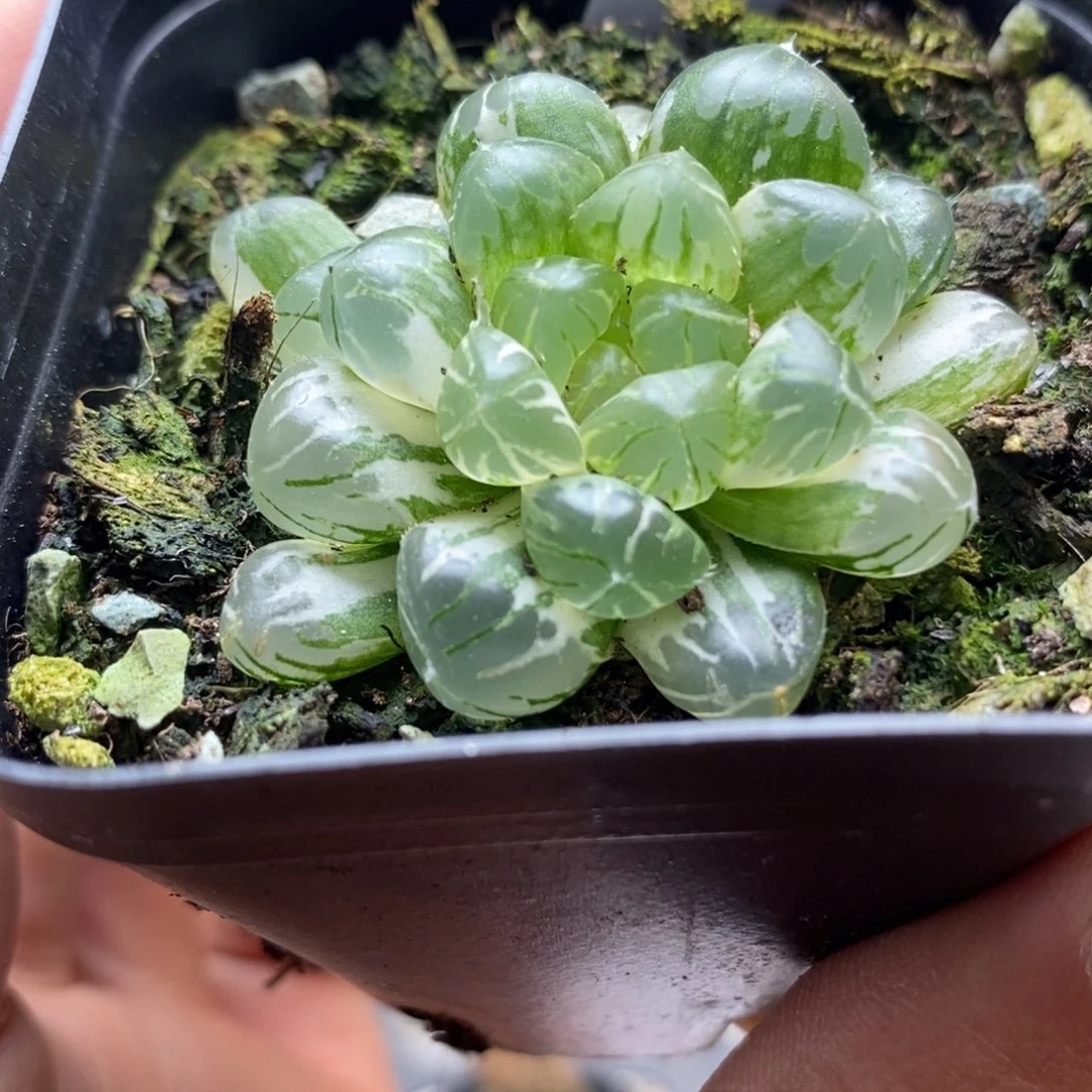 665玉露锦一物一拍